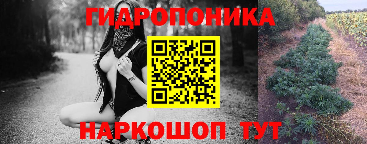 Конопля сатива Муравленко
